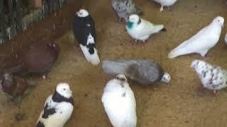 #Pigeons.Когда заканчивается линка у голубей.