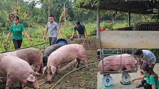 Giant pigs are sold for high prices. Catch pigs and sell them to traders. ( Ep 301 )