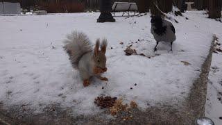 Про белку и ворон / About the squirrel and the crows