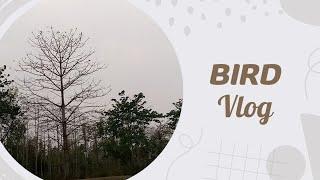 Bird Vlog 