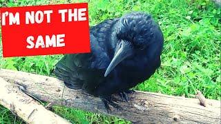Not all birds are the same