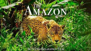 The Amazon 4K - Scenic Wildlife Film With Calming Music