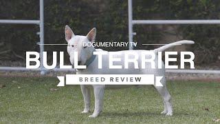 BULL TERRIER BREED REVIEW