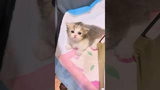 Daily Dose of Kitten Cuteness #cute  #cat #kitten #meow  #funnycats
