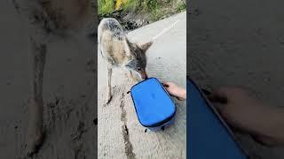 STRAY DOG steals my cooler! #coyote #weavethecoyote #pitbull #fishing #camping #hunting #keystone