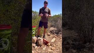 Large Gopher Snake-Sad to see this guy go 