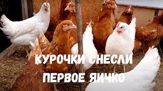 Дроблю зерно, курочки снесли первое яйцо