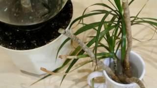 Драцена Размножение драцены Черенкование драцены Dracaena