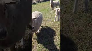 Moors careing for sheep  #Moors #Riteousliving #farmlife #sheep #oveja
