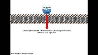 Rituximab - Mechanism of Action