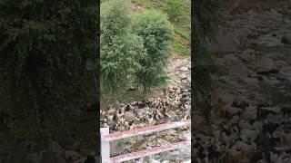 Major source of income in Kashmir #shyamsankirtanmandali #viral #shorts #kashmir #goat
