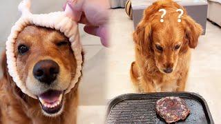 Funny Dog | It's so hard for dogs to eat meat! #cuihuastory #cute pet #animal