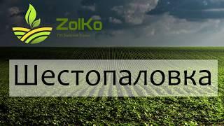 Озимая Пшеница 2020 Шестопаловка , Украина , Николаевская область , Последствия Засухи