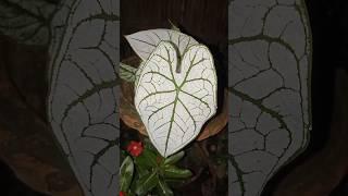 Beautiful  whait Elephant ear plant #shorts#youtubeshorts#my garden 