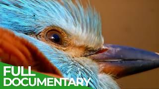 Wild Asia - Fantastic Creatures of Tian Shan | Free Documentary Nature