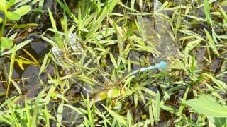 Common Green Darner pair laying eggs