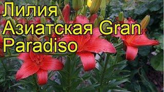 Лилия азиатская Гран Парадизо. Краткий обзор, описание характеристик Gran Paradiso