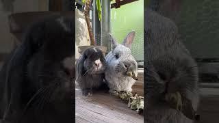 Cute bunny ️ #cute #bunny #lovely #cutebaby #shorts #shortsfeed #viral #ytshorts #shortsvideo #yt