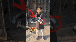 2 Fancy Kabootar Chor Diya 124 || Kabootar ki video ️ || #shorts #viral  #kabootar