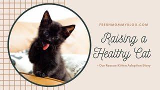 Kitten Rescue Adoption Story + Raising a Healthy Cat Tips | Fresh Mommy Blog