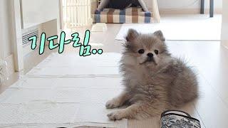 혼자 집에 남겨졌을 때? 시무룩 아기포메라니안ㅠ