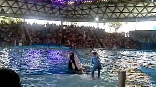 Killer Whale is smarter than my dog! Lol!