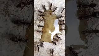 RED ANTS VERSUS BLACK ANTS