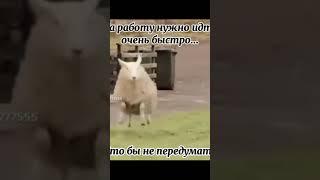 Как я иду с работы в пятницу #shorts #пятница #рекомендации