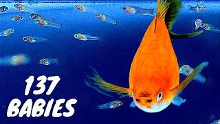 Shark Fin Swordtail Fish #Giving Birth to 137 Babies | Xiphophorus hellerii