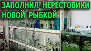 Совершенно новая рыбка На нерест