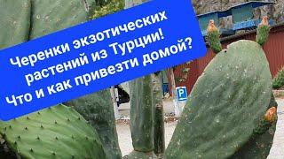 Мои "трофеи" из ТУРЦИИ! черенки экзотических растений.