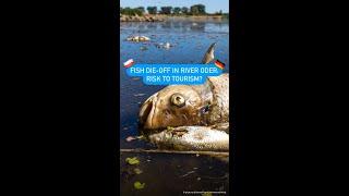 Fish Die-Off in River Oder: Risk to Tourism?⁠
