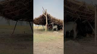 Simple village life in Punjab Pakistan#villagelife #lehndapunjab #punjabpakistan #youtubeshorts