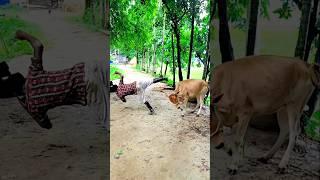 Very funny cow #funny #comedy #cow #shortvideo #shorts #viralvideo #video