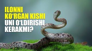 Ilonni ko‘rgan kishi uni o‘ldirishi kerakmi? | Shayx Sodiq Samarqandiy