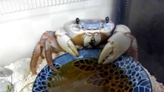 pet crab eating Fanta Orange