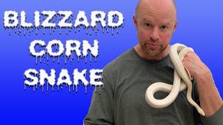 The Amazing BLIZZARD CORN SNAKE - Coolest Snake EVER