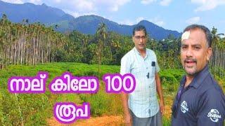 നാല് കിലോ പൂള (കപ്പ) 100  അയ്യപ്പൻകാവ് മുസ്തഫാക്കാന്റെ എം ജെ സ്റ്റോറിൽ