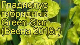 Гладиолус гибридный (Green Star). Краткий обзор, описание характеристик, где купить луковицы