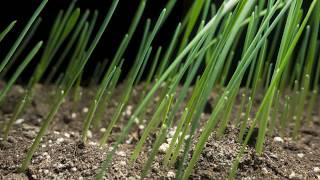 Grass Seed Germination and Grass Growing Time Lapse