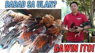 Manok Na Babad Sa Ulan? GAWIN ITO!