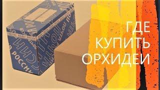 У кого я покупаю орхидеи.  Советы и предостережения.  Личный опыт