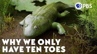 Why We Only Have Ten Toes (It's a Long Story)