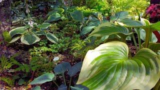  Hosta Garden Tour – A Lot of Amazing Hostas Varieties!  Shade Garden in zone 4 