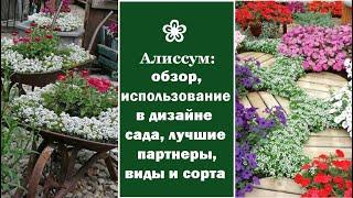  Алиссум: обзор, использование в дизайне сада, лучшие партнеры, виды и сорта