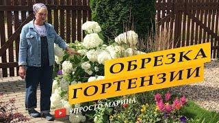 Гортензия древовидная. Обрезка, подготовка к зиме.