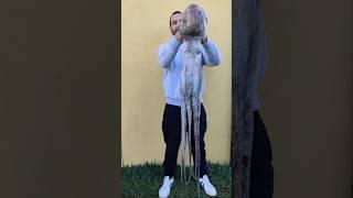 CAPTURO PULPO GIGANTE XXL       PESCA SUBMARINA #shorts