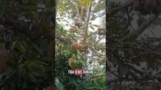 jenis durian premium yang cocok di tanam di indonesia #durian #durianviral #durianindonesia