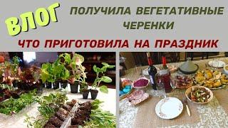 Влог/Получила вегетативные черенки.Что готовила на праздничный стол@SubTatiana
