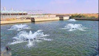 TILAPIA FARM IN THE DESERT - LANA FISH FARM, RIYADH, KSA - Tourism Adventure.